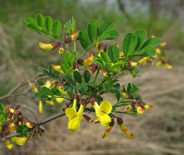 Hippocrepis emerus